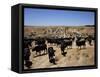 Cattle Transhumance, Spain-Robin Hanbury-tenison-Framed Stretched Canvas