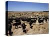Cattle Transhumance, Spain-Robin Hanbury-tenison-Stretched Canvas