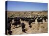 Cattle Transhumance, Spain-Robin Hanbury-tenison-Stretched Canvas