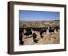 Cattle Transhumance, Spain-Robin Hanbury-tenison-Framed Photographic Print