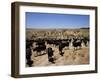 Cattle Transhumance, Spain-Robin Hanbury-tenison-Framed Photographic Print