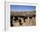 Cattle Transhumance, Spain-Robin Hanbury-tenison-Framed Photographic Print