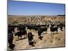 Cattle Transhumance, Spain-Robin Hanbury-tenison-Mounted Photographic Print