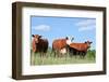 Cattle Trio-Lynn_B-Framed Photographic Print