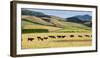 Cattle viewed from Trans-Alpine train from Christchurch to Arthur's Pass, Canterbury, South Isla...-null-Framed Photographic Print