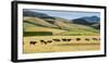 Cattle viewed from Trans-Alpine train from Christchurch to Arthur's Pass, Canterbury, South Isla...-null-Framed Photographic Print