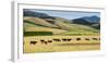 Cattle viewed from Trans-Alpine train from Christchurch to Arthur's Pass, Canterbury, South Isla...-null-Framed Photographic Print