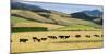 Cattle viewed from Trans-Alpine train from Christchurch to Arthur's Pass, Canterbury, South Isla...-null-Mounted Photographic Print