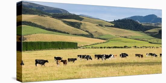 Cattle viewed from Trans-Alpine train from Christchurch to Arthur's Pass, Canterbury, South Isla...-null-Stretched Canvas