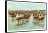 Cattle Watering on the Range-null-Framed Stretched Canvas