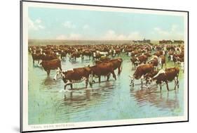 Cattle Watering on the Range-null-Mounted Art Print