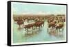 Cattle Watering on the Range-null-Framed Stretched Canvas