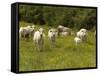 Cattle with Calves in Lush Flowery Pasture with Buttercups-null-Framed Stretched Canvas