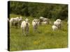 Cattle with Calves in Lush Flowery Pasture with Buttercups-null-Stretched Canvas