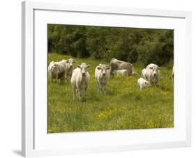 Cattle with Calves in Lush Flowery Pasture with Buttercups-null-Framed Photographic Print