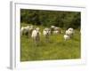 Cattle with Calves in Lush Flowery Pasture with Buttercups-null-Framed Photographic Print