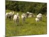 Cattle with Calves in Lush Flowery Pasture with Buttercups-null-Mounted Photographic Print