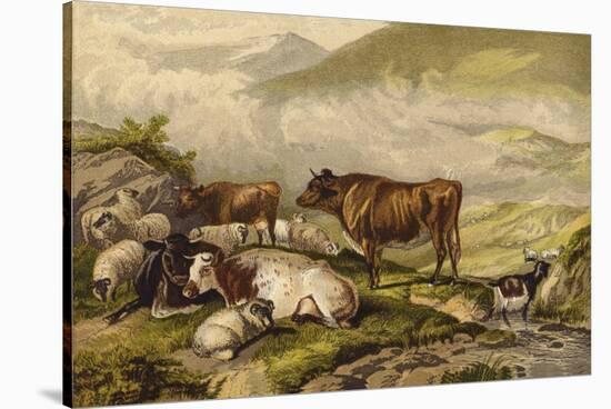 Cattle-Thomas Sidney Cooper-Stretched Canvas