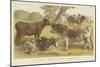 Cattle-null-Mounted Giclee Print