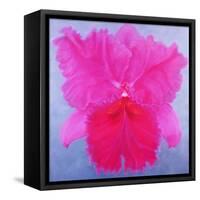 Cattleya, 2004-Lee Campbell-Framed Stretched Canvas