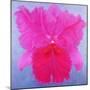 Cattleya, 2004-Lee Campbell-Mounted Giclee Print