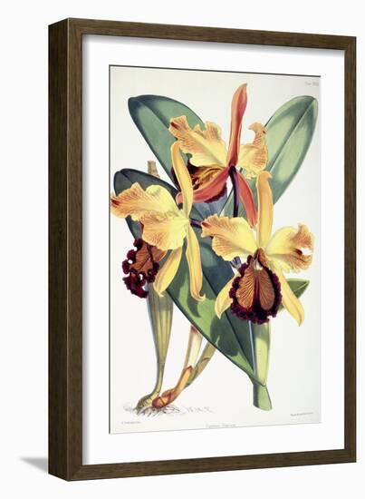 Cattleya Dowiana, C.1862-1877-Walter Hood Fitch-Framed Giclee Print