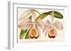 Cattleya Eldorado Splendens-null-Framed Premium Giclee Print