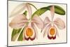 Cattleya Eldorado Splendens-null-Mounted Premium Giclee Print