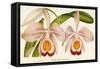 Cattleya Eldorado Splendens-null-Framed Stretched Canvas