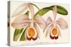 Cattleya Eldorado Splendens-null-Stretched Canvas