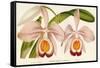 Cattleya Eldorado Splendens-null-Framed Stretched Canvas