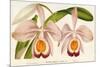 Cattleya Eldorado Splendens-null-Mounted Giclee Print