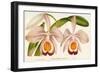 Cattleya Eldorado Splendens-null-Framed Giclee Print