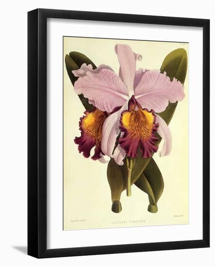 Cattleya Hardyana-John Nugent Fitch-Framed Giclee Print