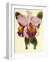 Cattleya Hardyana-John Nugent Fitch-Framed Giclee Print