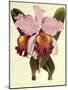 Cattleya Hardyana-John Nugent Fitch-Mounted Giclee Print