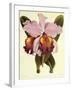 Cattleya Hardyana-John Nugent Fitch-Framed Giclee Print