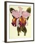 Cattleya Hardyana-John Nugent Fitch-Framed Giclee Print