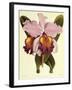 Cattleya Hardyana-John Nugent Fitch-Framed Giclee Print