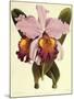 Cattleya Hardyana-John Nugent Fitch-Mounted Giclee Print