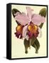 Cattleya Hardyana-John Nugent Fitch-Framed Stretched Canvas