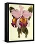 Cattleya Hardyana-John Nugent Fitch-Framed Stretched Canvas