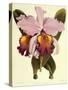 Cattleya Hardyana-John Nugent Fitch-Stretched Canvas