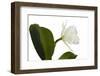 Cattleya Ibrid 10-Fabio Petroni-Framed Photographic Print