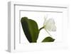 Cattleya Ibrid 10-Fabio Petroni-Framed Photographic Print