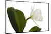 Cattleya Ibrid 10-Fabio Petroni-Mounted Photographic Print