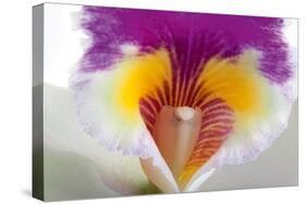 Cattleya Ibrid 2-Fabio Petroni-Stretched Canvas