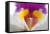 Cattleya Ibrid 2-Fabio Petroni-Framed Stretched Canvas