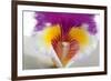 Cattleya Ibrid 2-Fabio Petroni-Framed Photographic Print