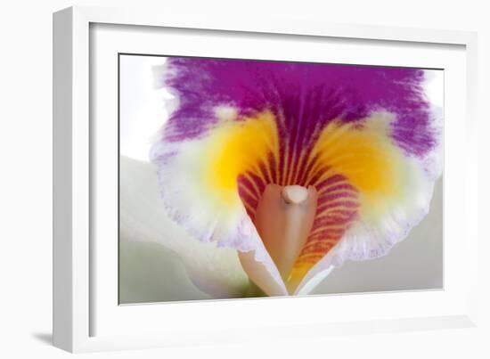 Cattleya Ibrid 2-Fabio Petroni-Framed Photographic Print